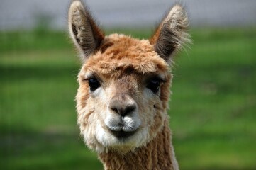 Alpacas