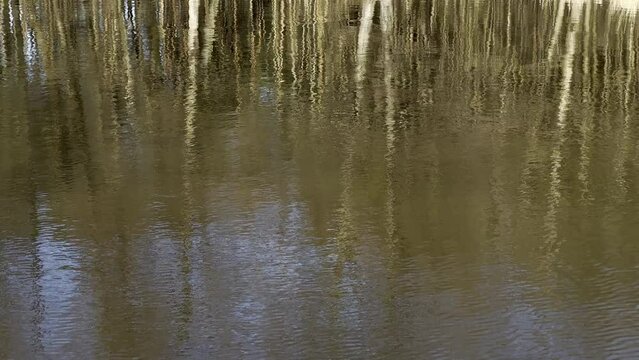 LUSTRZANE ODBICIA DRZEW W WODZIE. RUCHOME TŁO Z LUSTRZANYM ODBICIEM DRZEW W WODZIE.