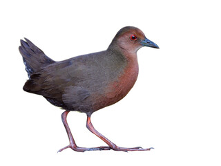 beautiful bird with long legs and fingers islated on white background, ruddy-breasted crake
