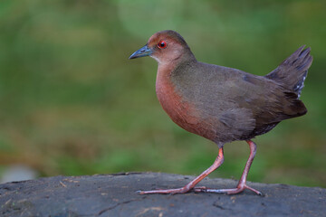 Obraz premium beautiful brown bird with red eyes having long legs and toes stepping up clean dirt pole expose over fine blur green background