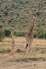 Giraffe in front Amboseli national park Kenya masai mara.(Giraffa reticulata) sunset.