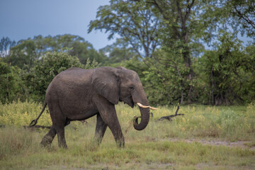 Fototapeta premium Clsoe up of African Bush Elephants walking on the road in wildlife reserve. Maasai Mara, Kenya, Africa. (Loxodonta africana)