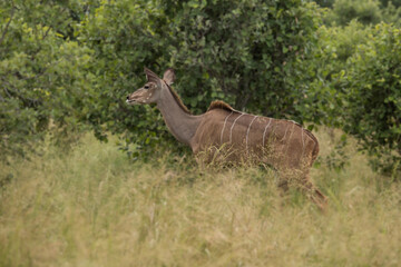 Eland antelope (Taurotragus oryx) - largest antelope of southern Africa
