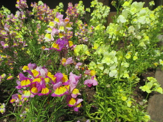 色鮮やかな可憐な花を咲かせるヒメキンギョソウ（リナリア）の花々