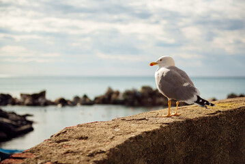 Seagull