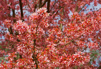 Beautiful cherry blossoms in Central Park in spring. New York City