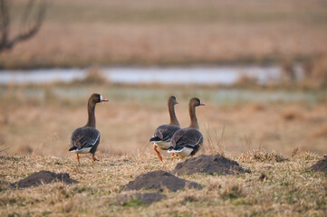 Greater White-fronted goose - Anser albifrons frontalis