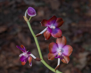 Closeup view of tropical epiphytic orchid species hygrochilus parishii var marriottiana blooming with beautiful purple, white and orange brown flowers isolated outdoors on natural background