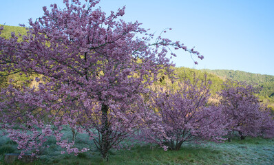 Beautiful pink cherry blooms (sakura tree) in the park.