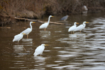 Great egret in the water