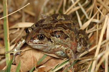 the common spadefoot, garlic toad, the common spadefoot toad, and the European common spadefoot (Pelobates fuscus) female in a natural habitat during a spring night migration