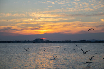 seagulls at sunset