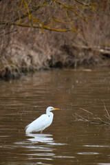 Great egret in the water