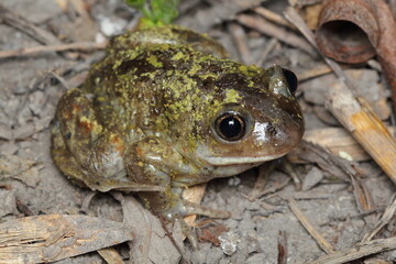 the common spadefoot, garlic toad, the common spadefoot toad, and the European common spadefoot (Pelobates fuscus) male in a natural habitat during a spring night migration
