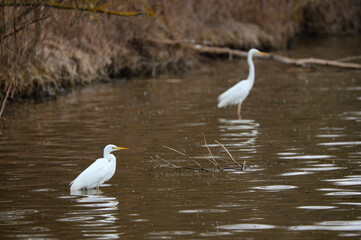 Great egret in the water