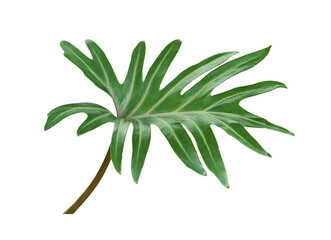 Green leaf of philodendron isolated