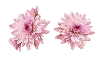 Pink chryzanthemum flower isolated - obrazy, fototapety, plakaty