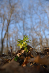 Green helleborus odorus wildflower closeup photo