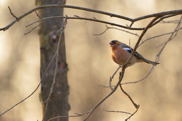 Common chaffinch - Fringilla coelebs bird