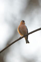 Common chaffinch - Fringilla coelebs bird