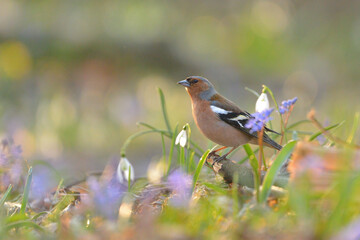 Common chaffinch - Fringilla coelebs bird