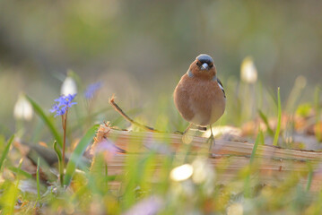 Common chaffinch - Fringilla coelebs bird