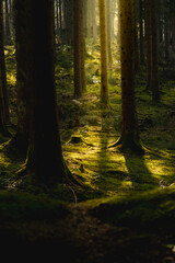 Naklejka premium forest in the morning