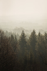 misty morning in the forest