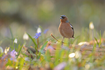 Common chaffinch - Fringilla coelebs bird