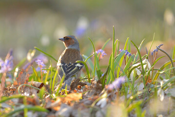 Common chaffinch - Fringilla coelebs bird