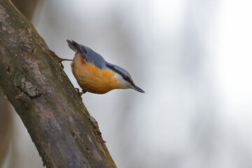 Eurasian nuthatch, Wood nuthatch - Sitta europaea on the tree