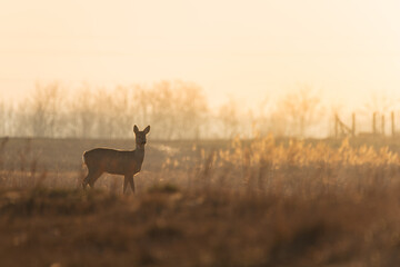 Female roe deer at morning lights