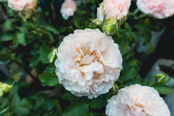 Obraz na płótnie Canvas White rose flower
