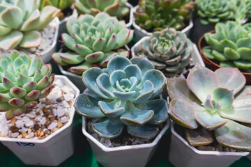 Obraz premium Cactus in a pot
