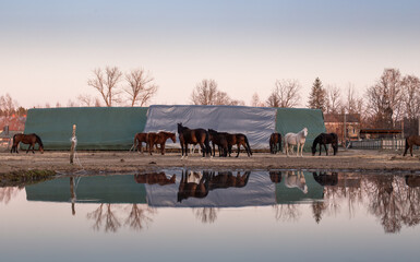 Horses on the farm, ranch animals. Over water with hay background. Natural rural scene