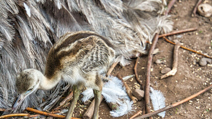 nandu chick at the nest. Baby bird exploring the surroundings. Animal photo.