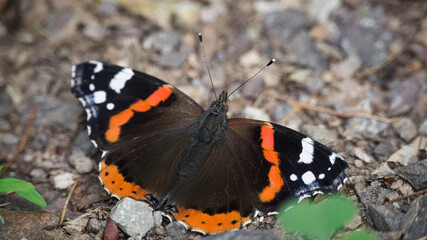 Fototapeta na wymiar Admiral butterfly on the forest floor. Rare insect with bright colors.Macro animal photo