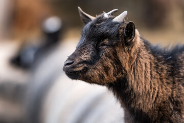 Fototapeta premium Beautiful portrait of goat called African Pygmy walking on the natute with blurred background