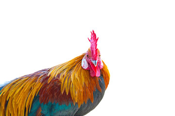 beautiful rooster isolated on white background