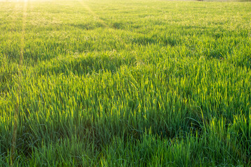 natural green rice field background with sunlight shining in the morning