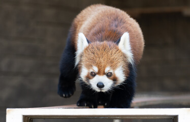 レッサーパンダ