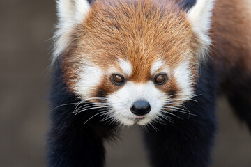 レッサーパンダ