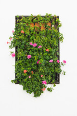 Window cover of pink and red flowers against white wall.