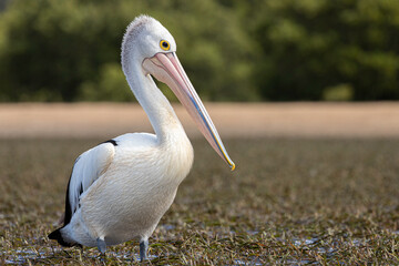 Australian Pelican on exposed sea grass, Tomaga River, NSW, March 2022