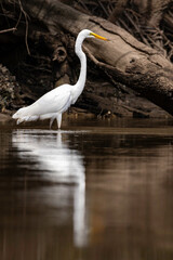 Great Egret, Tomaga River, NSW, March 2022