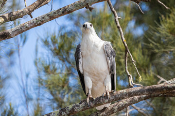 White-bellied Sea Eagle in a tree, Tomaga River, NSW, March 2022