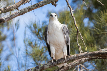 White-bellied Sea Eagle in a tree, Tomaga River, NSW, March 2022