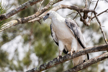 White-bellied Sea Eagle in a tree, Tomaga River, NSW, March 2022