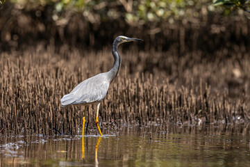 White-faced Heron hunting, Tomaga River, NSW, March 2022