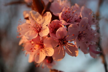 flower tree blossom nature spring